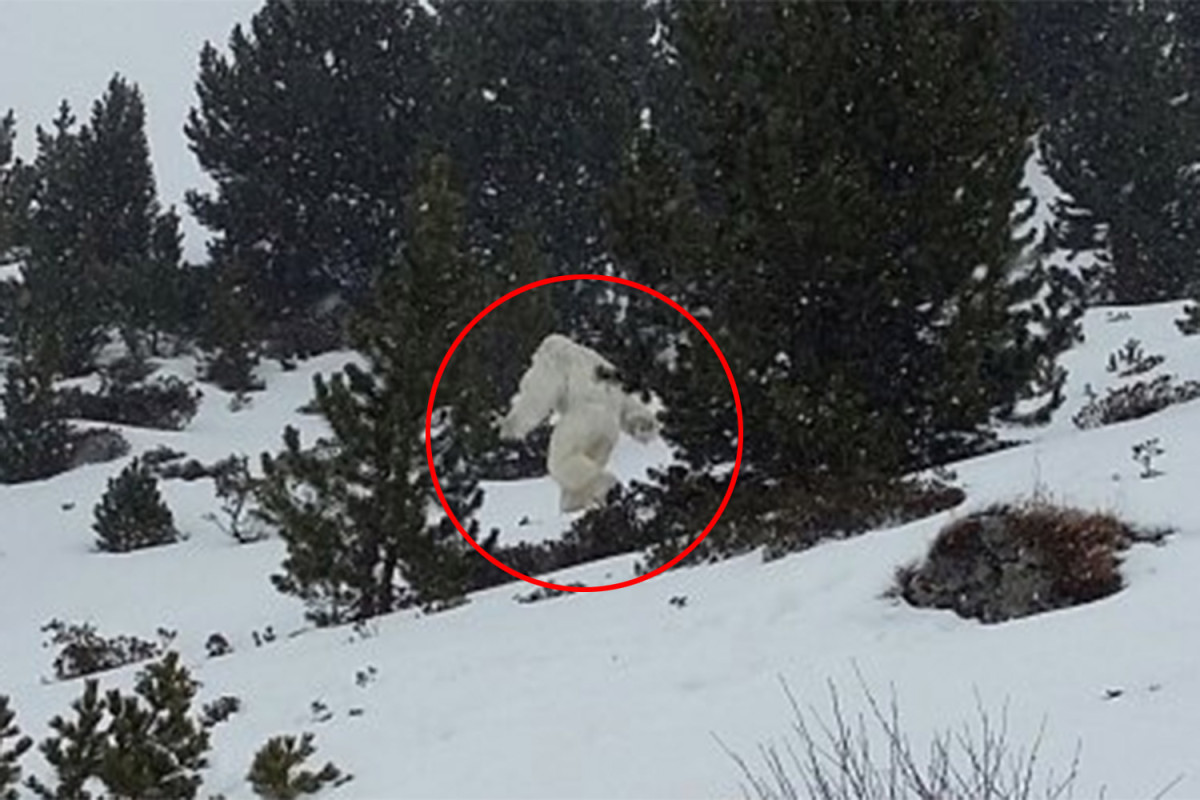 yeti-1.jpg
