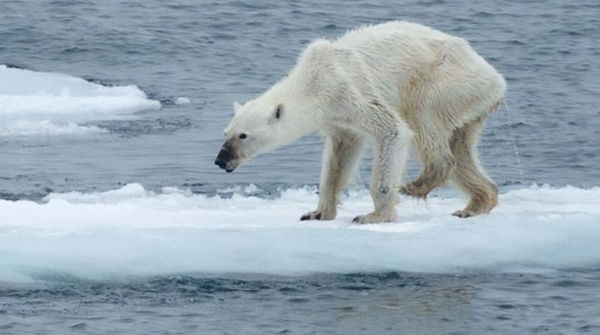 Orso polare denutrito, le immagini shock sugli effetti del riscaldamento globale