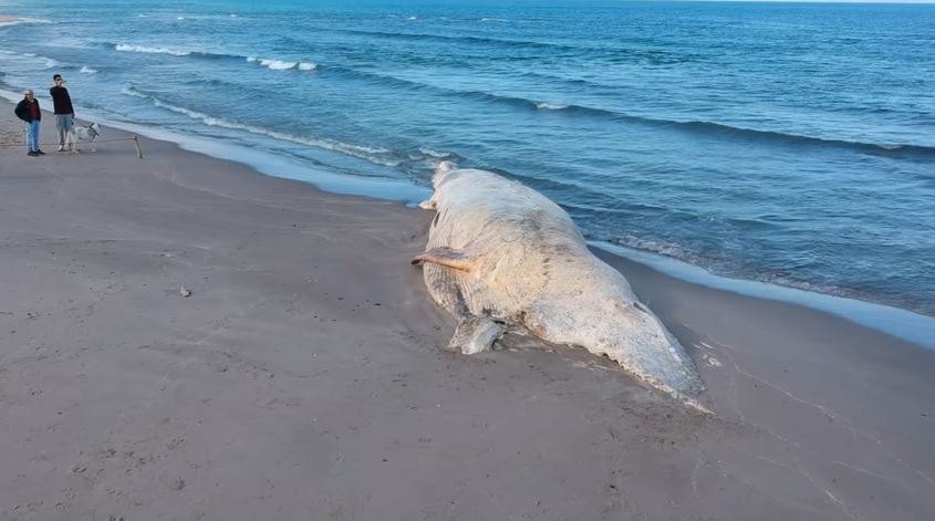 Balena spiaggiata da oltre 40 giorni in Sardegna, scoppia la polemica