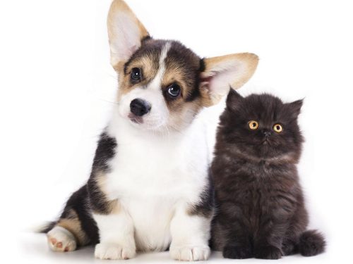 Cani e neuroni, ne hanno il doppio dei gatti