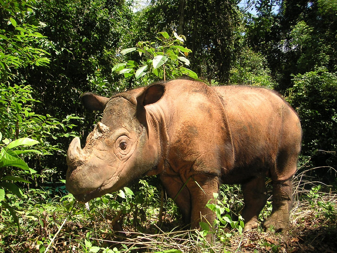 Natura: il rinoceronte di Sumatra sull’orlo dell’estinzione
