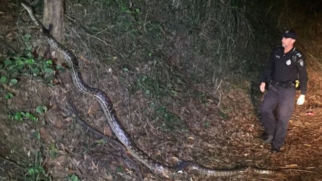 Agenti di polizia australiani scoprono un serpente lungo 5 metri