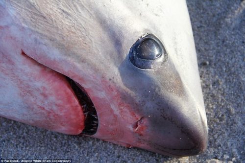 Freddo record negli Usa: branco di squali uccisi da freddo in Massachusetts
