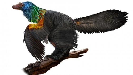 Dinosauro arcobaleno, il coloratissimo rettile scoperto in Cina