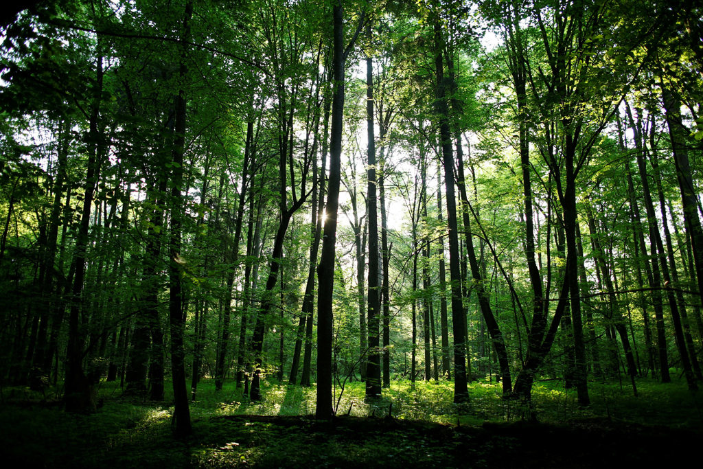 Ambiente: la Cina ha piantato 338mila chilometri di foreste