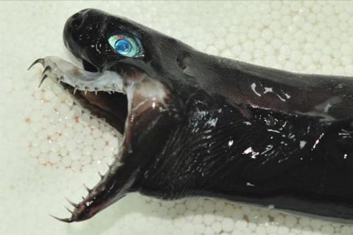 Pescecane vipera, il rarissimo esemplare scoperto a Taiwan