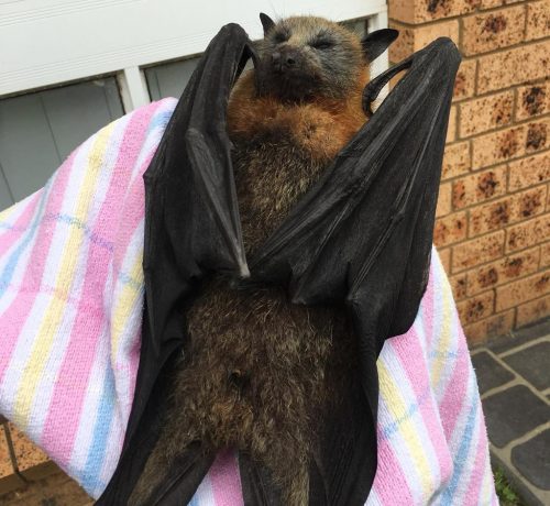Australia, il caldo fa strage di animali: i pipistrelli muoiono ‘bolliti’