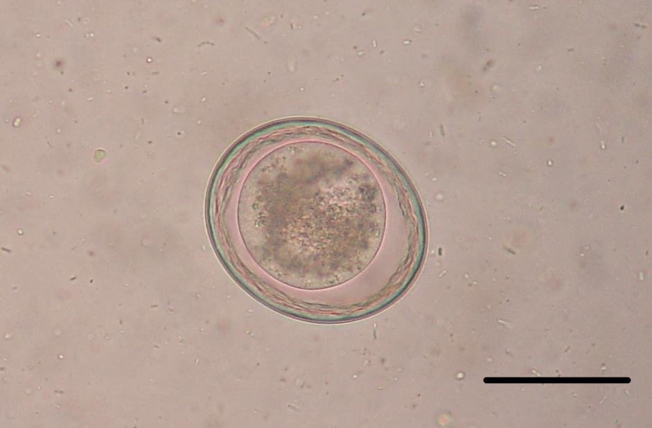 toxocara-1.jpg
