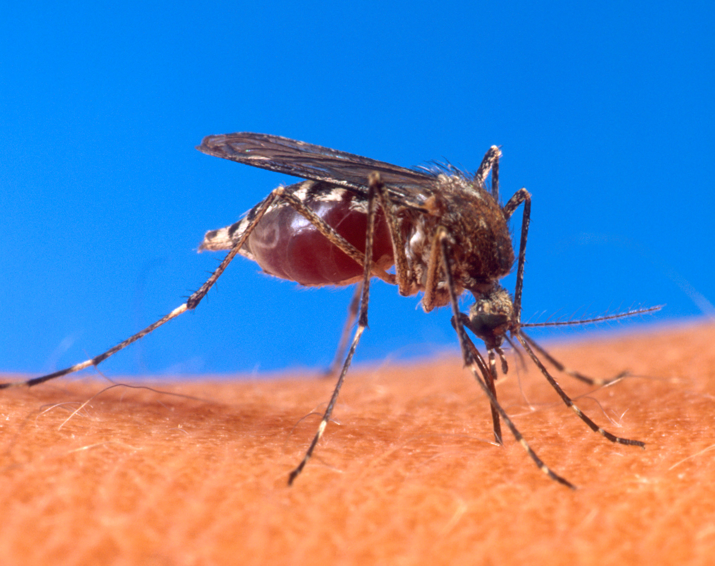 Le zanzare ricordano l’odore degli esseri umani