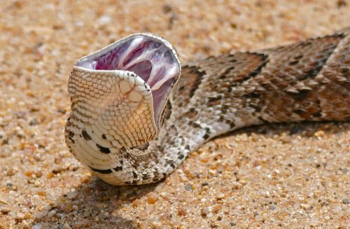 5 Serpenti più velenosi dell’Africa