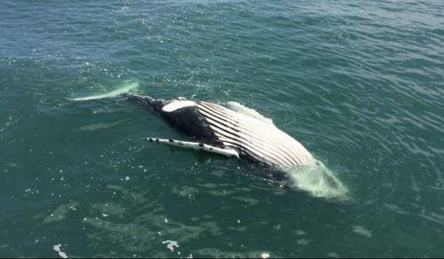 Mammiferi in pericolo: la balena franca nordatlantica rischia di scomparire