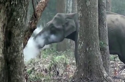 Elefante emette fumo dalla bocca, di cosa si tratta?