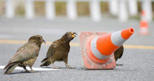 Natura: in Nuova Zelanda i pappagalli fermano il traffico per mangiare