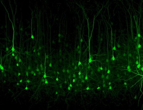 Una proteina fluorescente per studiare il cervello