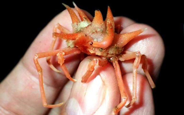 nuova-specie-abissi-1.jpg