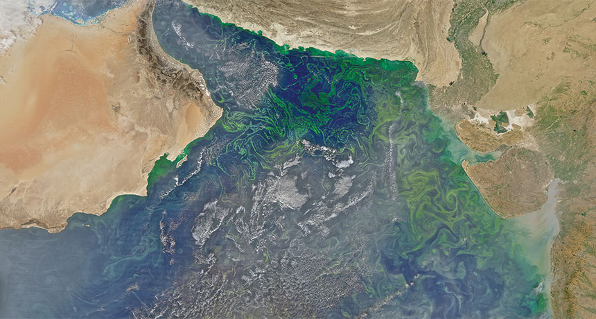 Scoperta gigantesca ‘zona morta’ nel Golfo dell’Oman