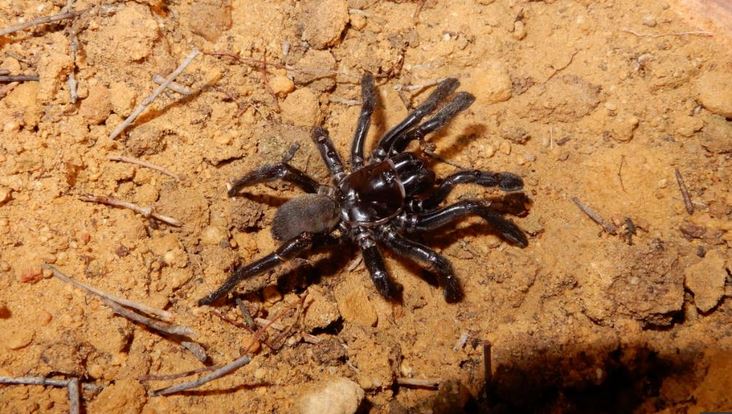 Morto il ragno più vecchio del mondo, aveva 43 anni