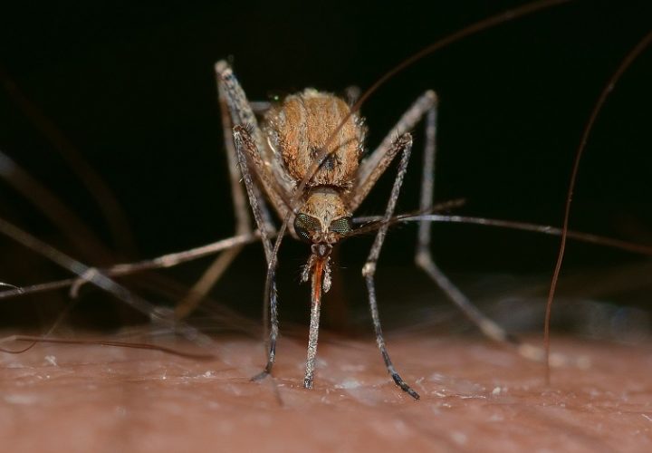 Punto da una zanzara contrae il virus West Nile, morto un anziano
