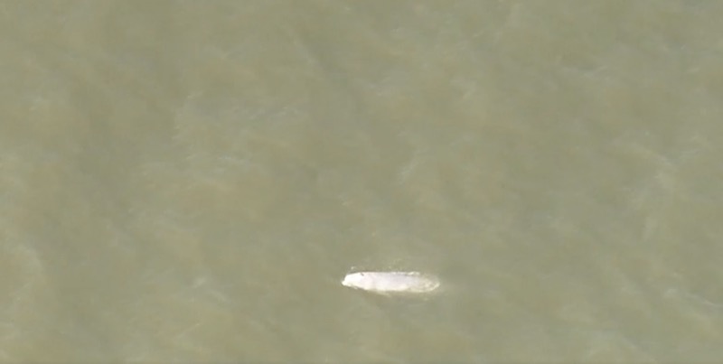 beluga_tamigi-1.jpg