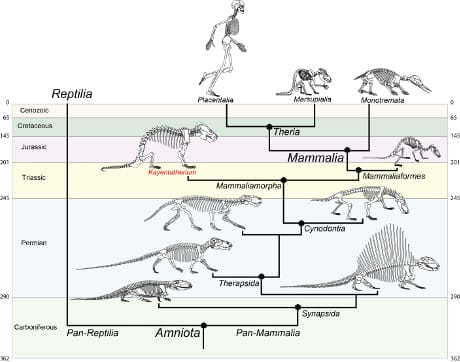 da-rettili-a-mammiferi-1-1.jpg