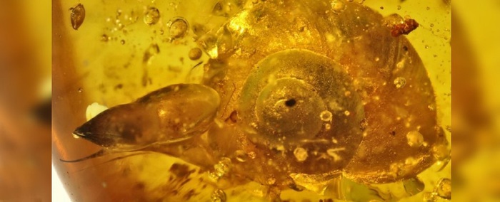Lumaca di 99 milioni di anni fa scoperta nell'ambra