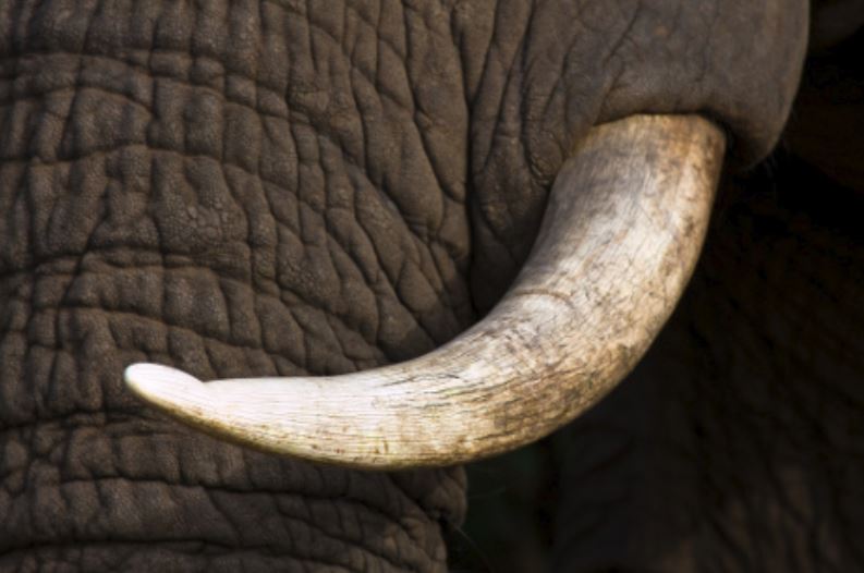 Elefanti nascono senza zanne a causa del bracconaggio? lo studio