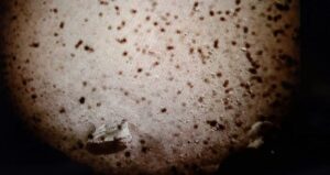 insight su marte