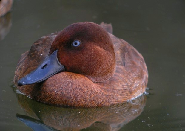 uccello-piu-raro-al-mondo.jpg