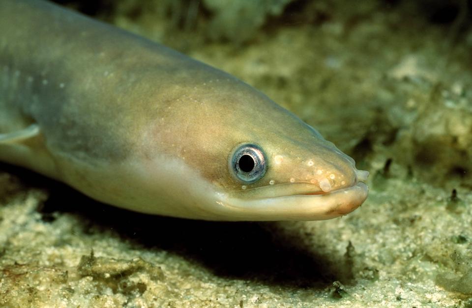 Record di cocaina nel Tamigi: a rischio le anguille