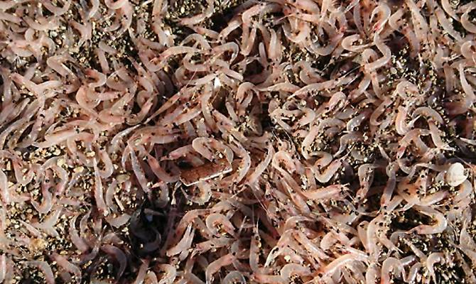 Trovati migliaia di gamberetti sulla spiaggia: la Guardia Costiera, “non mangiateli”