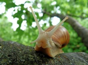 lumaca