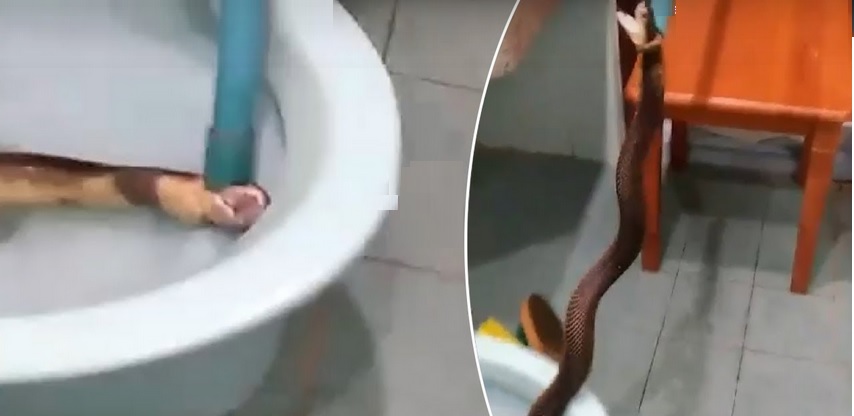 Thailandia: serpente velenoso esce dal gabinetto, il video