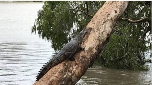Alluvione Australia: coccodrilli e serpenti invadono le città