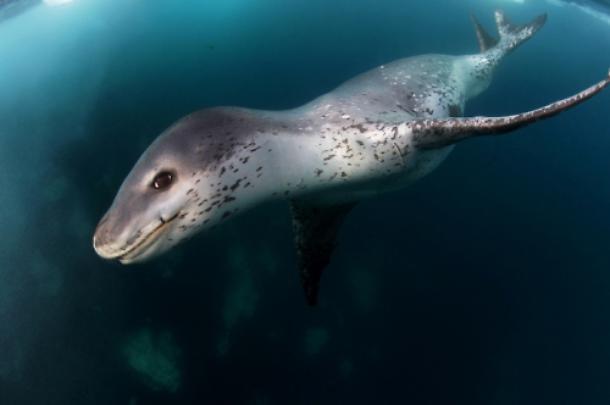 Chiavetta USB nelle feci di una foca leopardo, il mistero in Nuova Zelanda
