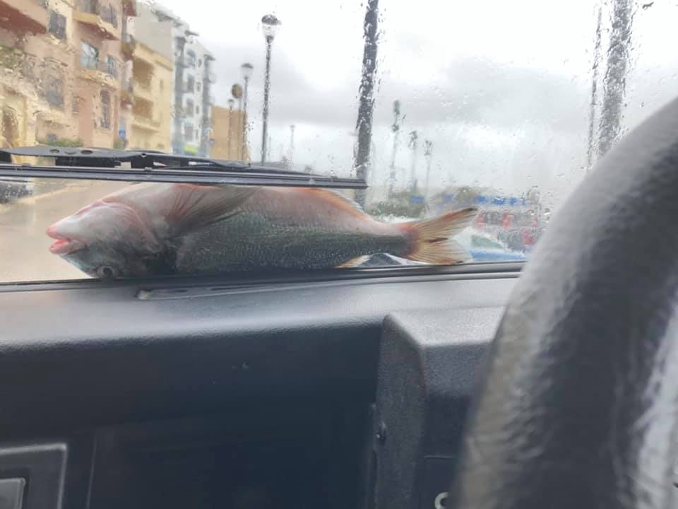 Malta: il vento spinge i pesci sulla strada, il video