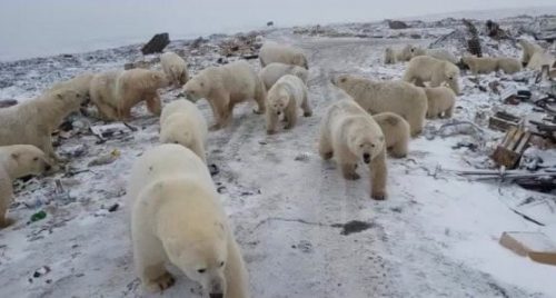 Orsi polari invadono le città: emergenza in Siberia