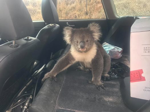 Koala accaldato ‘si infila’ in auto con aria condizionata. Il video