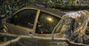 albero su auto