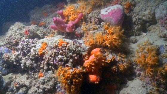 Scogliera corallina in Puglia. L’incredibile scoperta