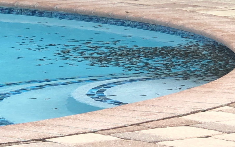 Invasione di rospi velenosi preoccupa i residenti: centinaia di anfibi nelle piscine