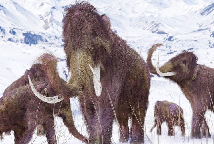 Mammut: risvegliate le cellule di un esemplare di 28mila anni fa