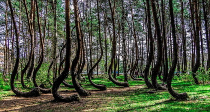 Polonia: ancora nessuna spiegazione per la foresta degli ‘alberi contorti’