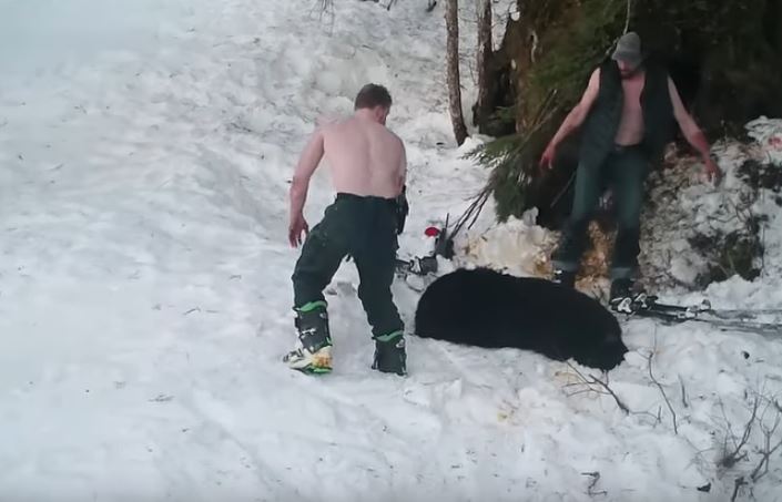 orso-ucciso-caccia-illegale-1.jpg