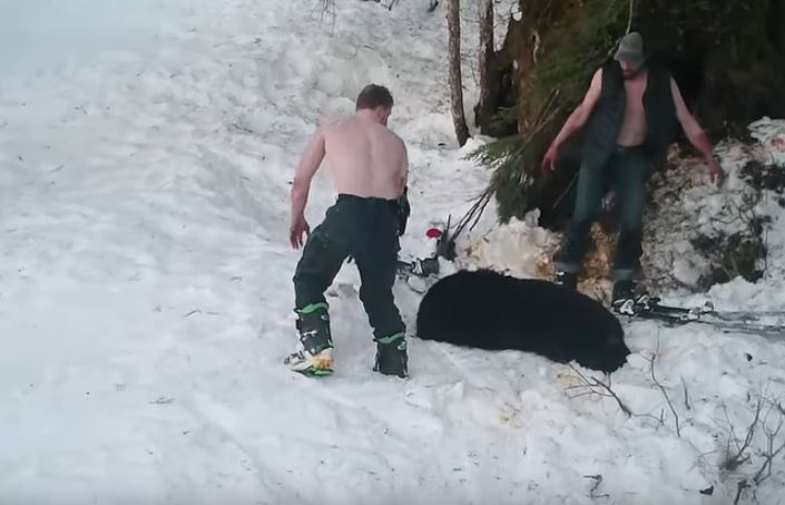 Padre e figlio uccidono mamma orsa e i cuccioli in letargo, web in rivolta