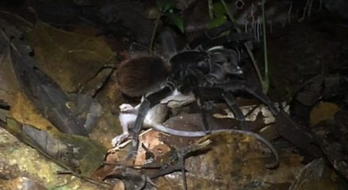 Tarantola cattura e uccide un opossum, le incredibili immagini