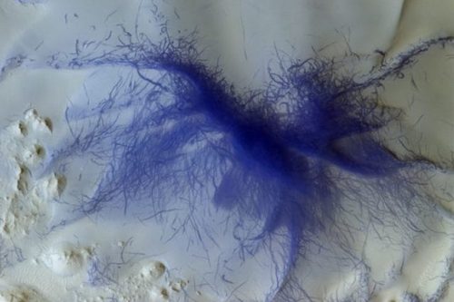 Tarantola blu su Marte: lo scatto di ExoMars