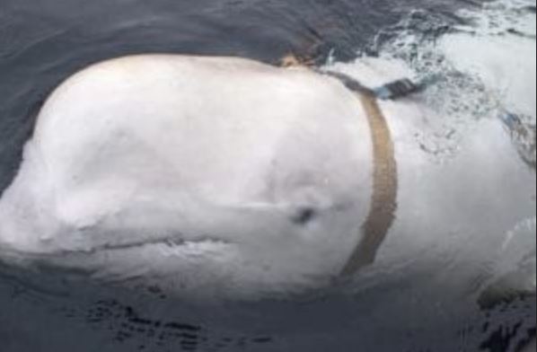 Trovata balena con una misteriosa imbragatura: la verità inquietante secondo gli esperti