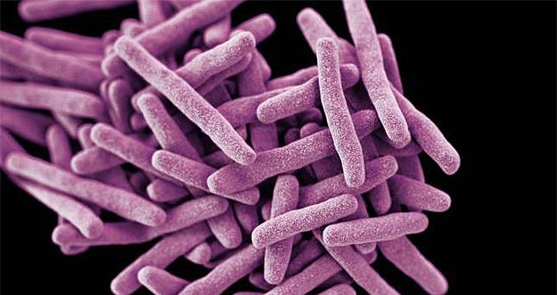 candida-auris-mysterious-and-dangerous-fungal-infection-1.jpg