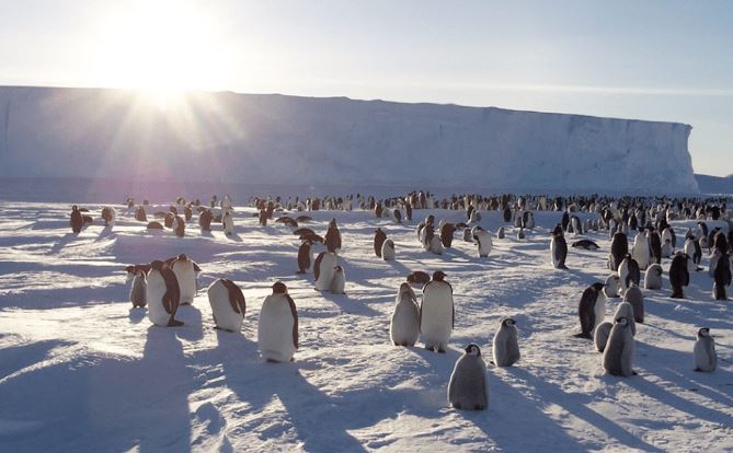 Strage di pinguini in Antartide, scomparsa la seconda colonia più popolosa al mondo