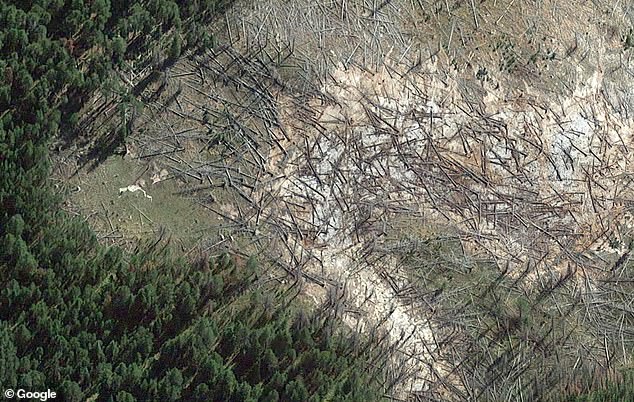 Yellowstone, si riscalda un’area del parco: muoiono gli alberi